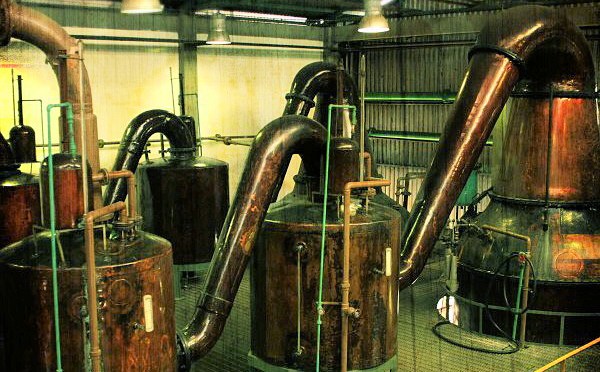 Visite chez les rhums Diplomatico