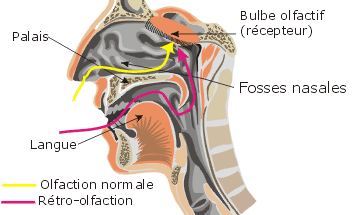 retro olfaction