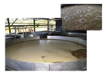 fermentation